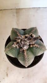 MATRIZ ASTROPHYTUM cv KIKKO Nº 1130 – vaso 17 - Imagem 3