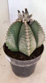 MATRIZ ASTROPHYTUM cv KIKKO Nº 1130 – vaso 17 - Imagem 8