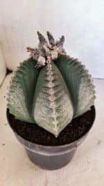 MATRIZ ASTROPHYTUM cv KIKKO Nº 1130 – vaso 17 - Imagem 7