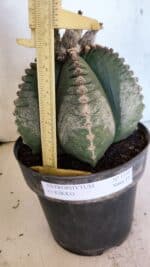 MATRIZ ASTROPHYTUM cv KIKKO Nº 1130 – vaso 17 - Imagem 5