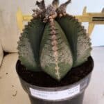MATRIZ ASTROPHYTUM cv KIKKO Nº 1130 – vaso 17