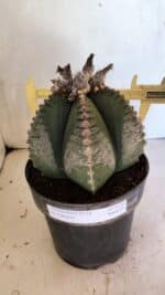 MATRIZ ASTROPHYTUM cv KIKKO Nº 1130 – vaso 17