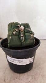 MATRIZ ASTROPHYTUM cv KIKKO "4 Quinas"  Nº 1000 – vaso 15 - Imagem 2