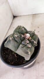 MATRIZ ASTROPHYTUM cv KIKKO "4 Quinas"  Nº 1000 – vaso 15 - Imagem 6