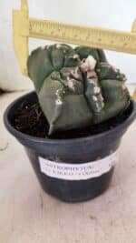 MATRIZ ASTROPHYTUM cv KIKKO "4 Quinas"  Nº 1000 – vaso 15 - Imagem 4