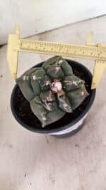 MATRIZ ASTROPHYTUM cv KIKKO "4 Quinas"  Nº 1000 – vaso 15 - Imagem 5