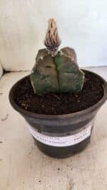 MATRIZ ASTROPHYTUM cv KIKKO "4 QUINAS"  Nº 1108 – vaso 15 - Imagem 2