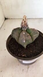 MATRIZ ASTROPHYTUM cv KIKKO "4 QUINAS"  Nº 1108 – vaso 15 - Imagem 8