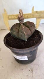 MATRIZ ASTROPHYTUM cv KIKKO "4 QUINAS"  Nº 1108 – vaso 15 - Imagem 4