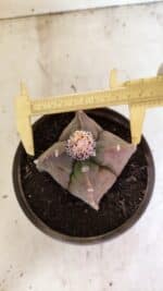 MATRIZ ASTROPHYTUM cv KIKKO "4 QUINAS"  Nº 1108 – vaso 15