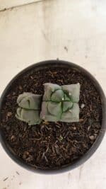 MATRIZ ASTROPHYTUM cv KIKKO "4 QUINAS - Bicefalo"  Nº 1104 – vaso 15 - Imagem 9