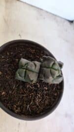 MATRIZ ASTROPHYTUM cv KIKKO "4 QUINAS - Bicefalo"  Nº 1104 – vaso 15 - Imagem 8