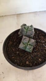 MATRIZ ASTROPHYTUM cv KIKKO "4 QUINAS - Bicefalo"  Nº 1104 – vaso 15 - Imagem 7