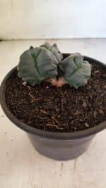 MATRIZ ASTROPHYTUM cv KIKKO "4 QUINAS - Bicefalo"  Nº 1104 – vaso 15 - Imagem 6