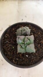 MATRIZ ASTROPHYTUM cv KIKKO "4 QUINAS - Bicefalo"  Nº 1104 – vaso 15 - Imagem 5