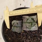 MATRIZ ASTROPHYTUM cv KIKKO "4 QUINAS - Bicefalo"  Nº 1104 – vaso 15
