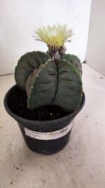 MATRIZ ASTROPHYTUM cv KIKKO Nº 602 – vaso 15 - Imagem 10