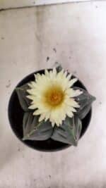 MATRIZ ASTROPHYTUM cv KIKKO Nº 602 – vaso 15