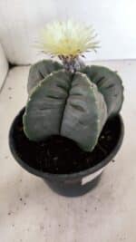 MATRIZ ASTROPHYTUM cv KIKKO Nº 602 – vaso 15 - Imagem 8
