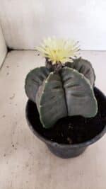 MATRIZ ASTROPHYTUM cv KIKKO Nº 602 – vaso 15 - Imagem 7