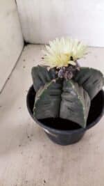 MATRIZ ASTROPHYTUM cv KIKKO Nº 602 – vaso 15 - Imagem 6