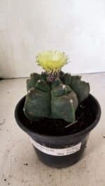 MATRIZ ASTROPHYTUM cv KIKKO  Nº 941 – vaso 15 - Imagem 2