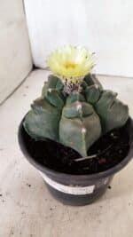 MATRIZ ASTROPHYTUM cv KIKKO  Nº 941 – vaso 15 - Imagem 9