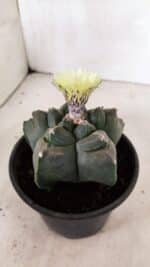 MATRIZ ASTROPHYTUM cv KIKKO  Nº 941 – vaso 15 - Imagem 7