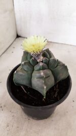 MATRIZ ASTROPHYTUM cv KIKKO  Nº 941 – vaso 15 - Imagem 6