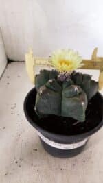 MATRIZ ASTROPHYTUM cv KIKKO  Nº 941 – vaso 15 - Imagem 4
