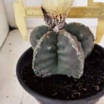 MATRIZ  ASTROPHYTUM cv KIKKO  Nº 970 – vaso 15