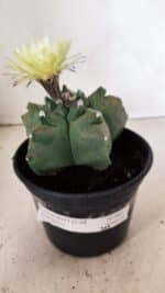 MATRIZ ASTROPHYTUM cv KIKKO  Nº 989 – vaso 15 - Imagem 2