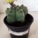 MATRIZ ASTROPHYTUM cv KIKKO  Nº 989 – vaso 15
