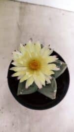 MATRIZ ASTROPHYTUM cv KIKKO  Nº 989 – vaso 15 - Imagem 3