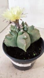 MATRIZ ASTROPHYTUM cv KIKKO  Nº 989 – vaso 15 - Imagem 8