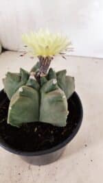 MATRIZ ASTROPHYTUM cv KIKKO  Nº 989 – vaso 15 - Imagem 7