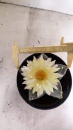 MATRIZ ASTROPHYTUM cv KIKKO  Nº 989 – vaso 15 - Imagem 5