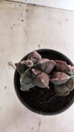 MATRIZ ASTROPHYTUM cv KIKKO "BICÉFALO" Nº 1095 – vaso 15 - Imagem 7