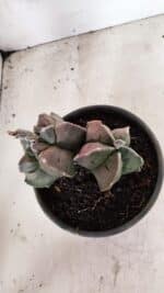 MATRIZ ASTROPHYTUM cv KIKKO "BICÉFALO" Nº 1095 – vaso 15 - Imagem 3