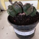 MATRIZ ASTROPHYTUM cv KIKKO "BICÉFALO" Nº 1095 – vaso 15