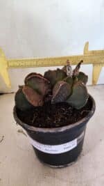 MATRIZ ASTROPHYTUM cv KIKKO "BICÉFALO" Nº 1103 – vaso 15