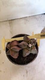 MATRIZ ASTROPHYTUM cv KIKKO "BICÉFALO" Nº 1103 – vaso 15 - Imagem 4