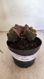 MATRIZ ASTROPHYTUM cv KIKKO "Bicefalo"  Nº 1109 – vaso 11 - Imagem 2