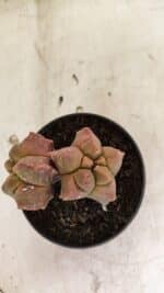 MATRIZ ASTROPHYTUM cv KIKKO "Bicefalo"  Nº 1109 – vaso 11 - Imagem 3