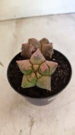 MATRIZ ASTROPHYTUM cv KIKKO "Bicefalo"  Nº 1109 – vaso 11 - Imagem 8