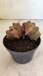 MATRIZ ASTROPHYTUM cv KIKKO "Bicefalo"  Nº 1109 – vaso 11 - Imagem 7