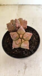 MATRIZ ASTROPHYTUM cv KIKKO "Bicefalo"  Nº 1109 – vaso 11 - Imagem 6