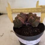 MATRIZ ASTROPHYTUM cv KIKKO "Bicefalo"  Nº 1109 – vaso 11