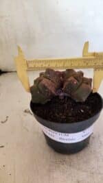 MATRIZ ASTROPHYTUM cv KIKKO "Bicefalo"  Nº 1109 – vaso 11