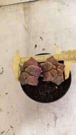 MATRIZ ASTROPHYTUM cv KIKKO "Bicefalo"  Nº 1109 – vaso 11 - Imagem 5